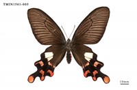 藏品(多姿麝鳳蝶)的圖片